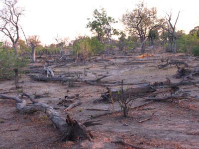 Land degradation can take place in protected areas as well, for instance by concentrated populations of elephant.